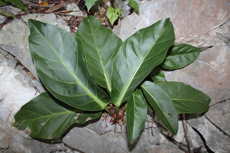 Anthurium nizandense