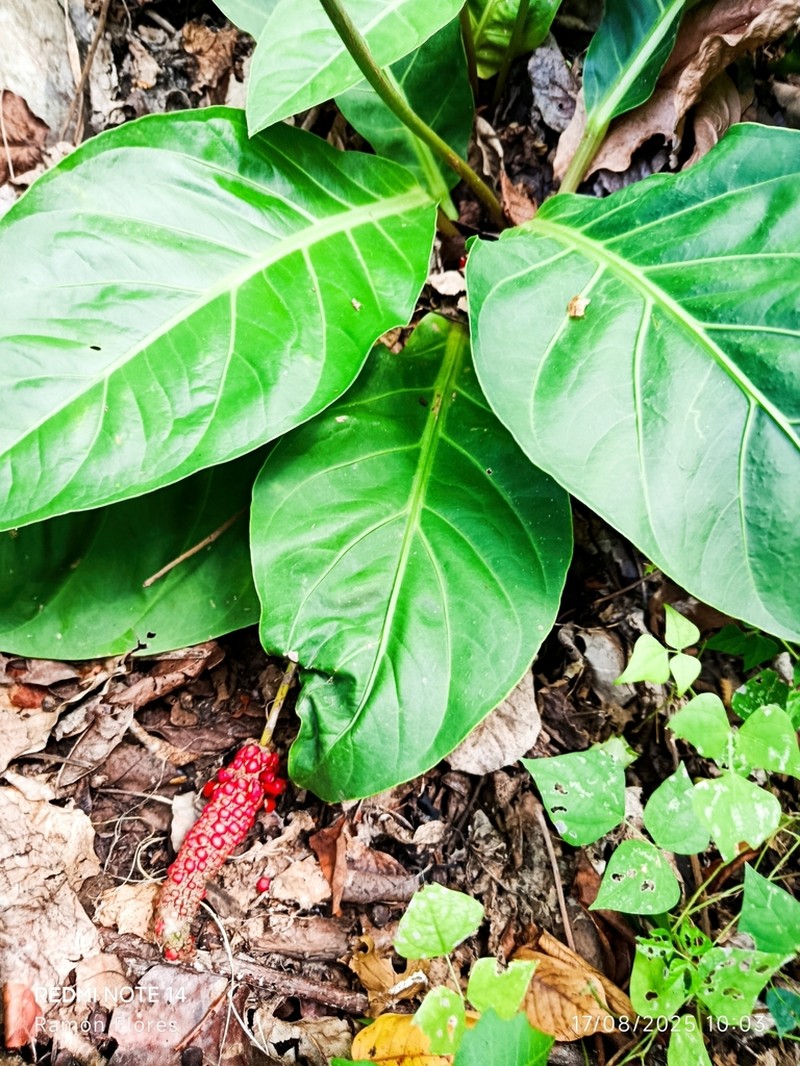 Anthurium nizandense photo 2