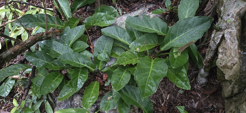 Anthurium nizandense photo 4