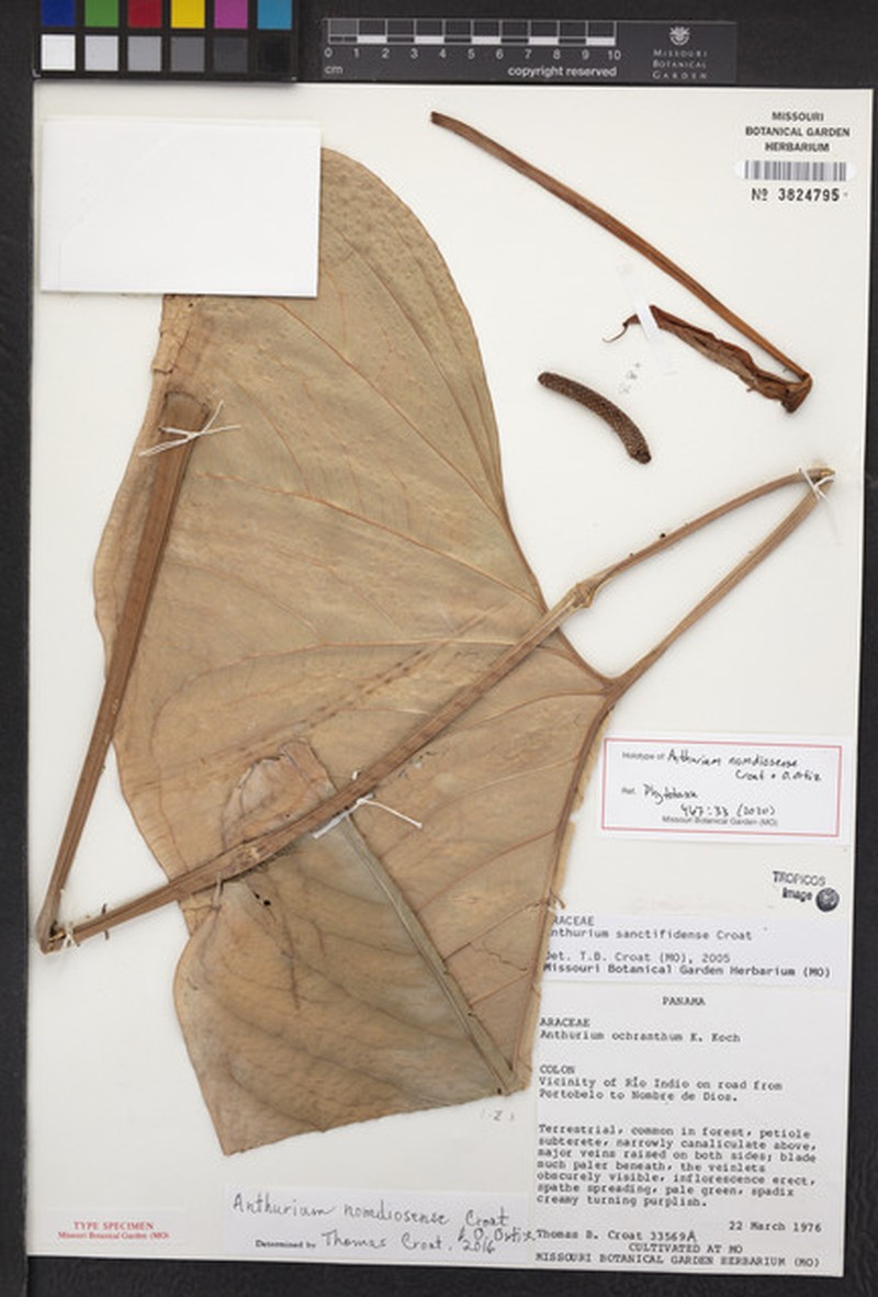 Anthurium nomdiosense