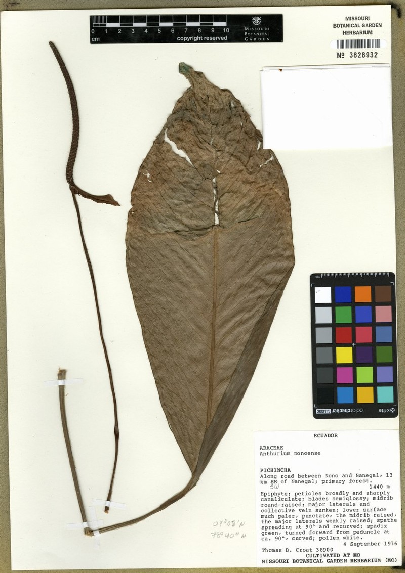 Anthurium nonoense
