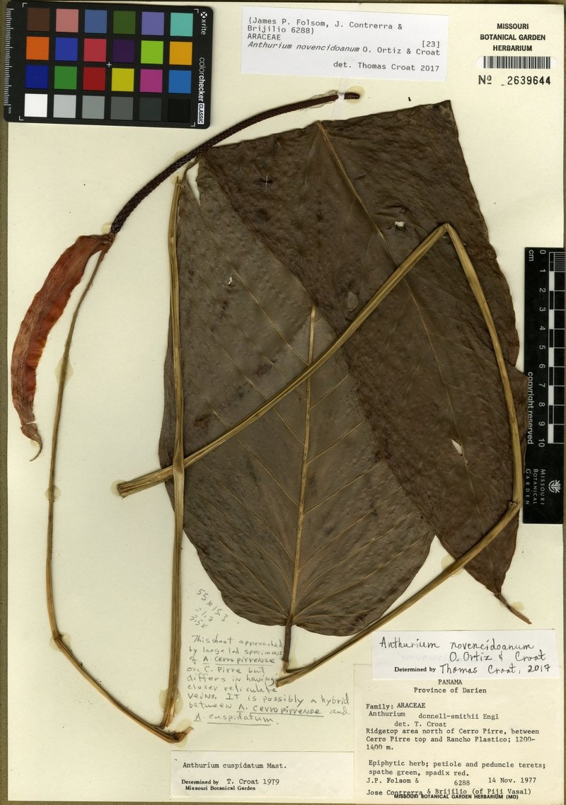 Anthurium novencidoanum