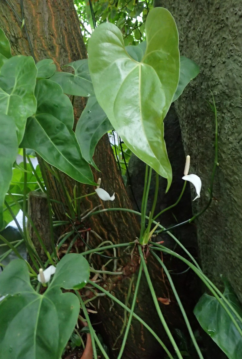 Anthurium nymphaeifolium