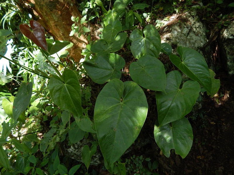 Anthurium nymphaeifolium photo 2