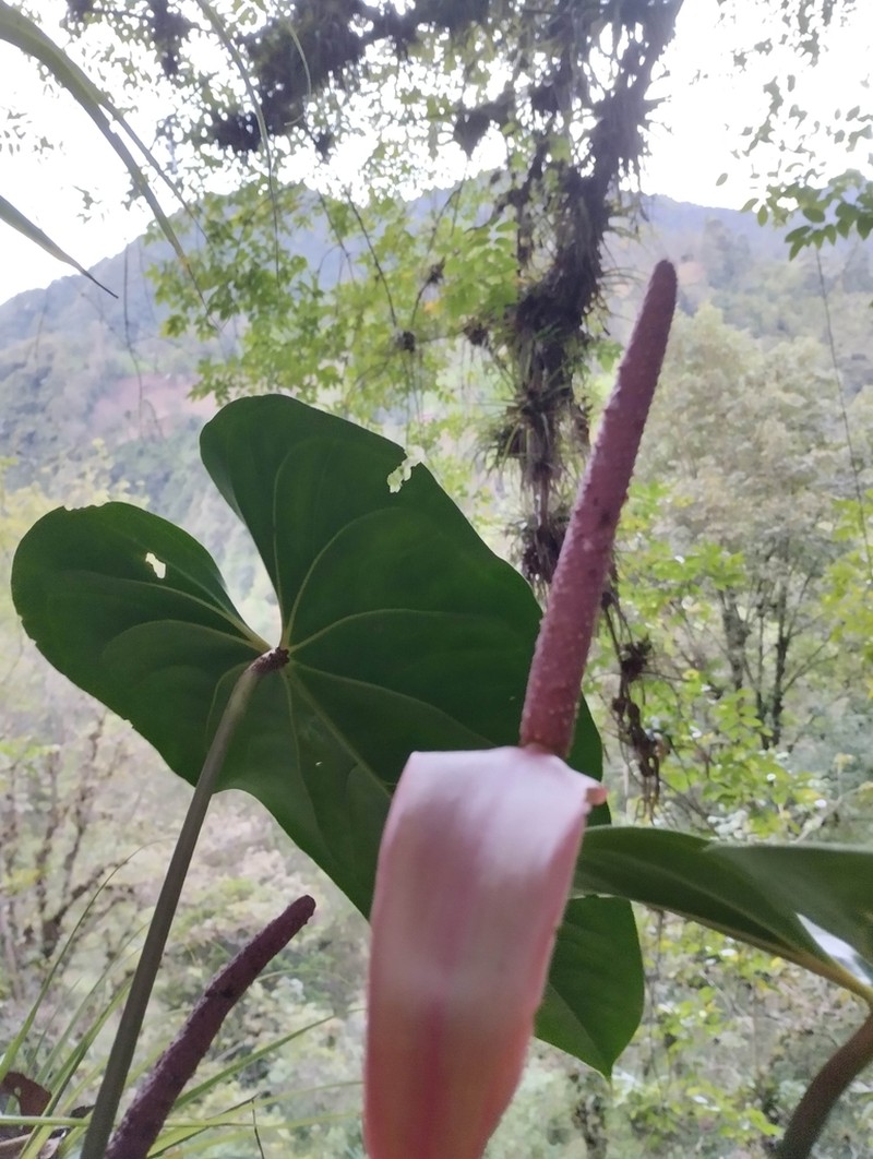 Anthurium nymphaeifolium photo 3