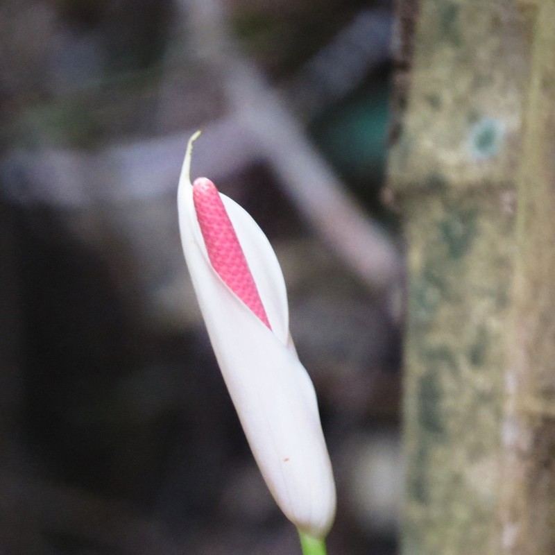 Anthurium nymphaeifolium photo 4