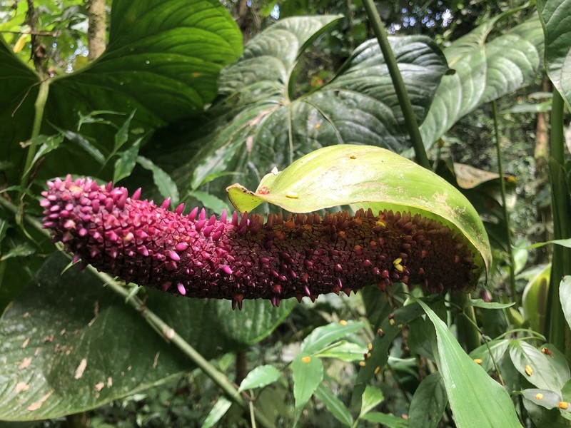 Anthurium nymphaeifolium photo 5