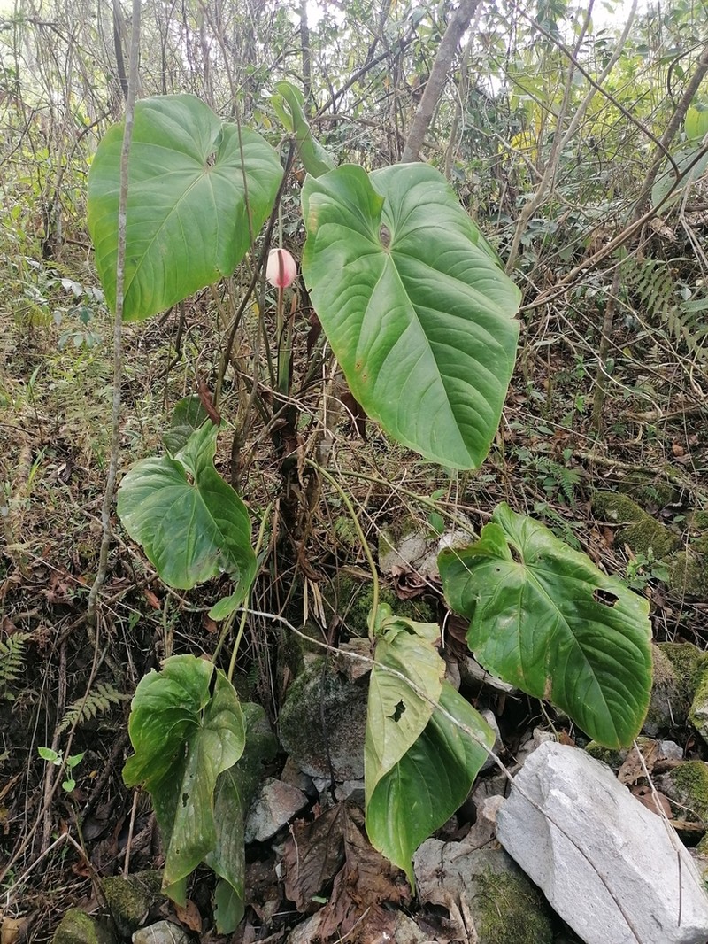 Anthurium nymphaeifolium photo 6