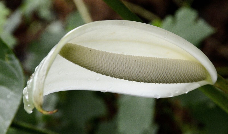 Anthurium nymphaeifolium photo 7