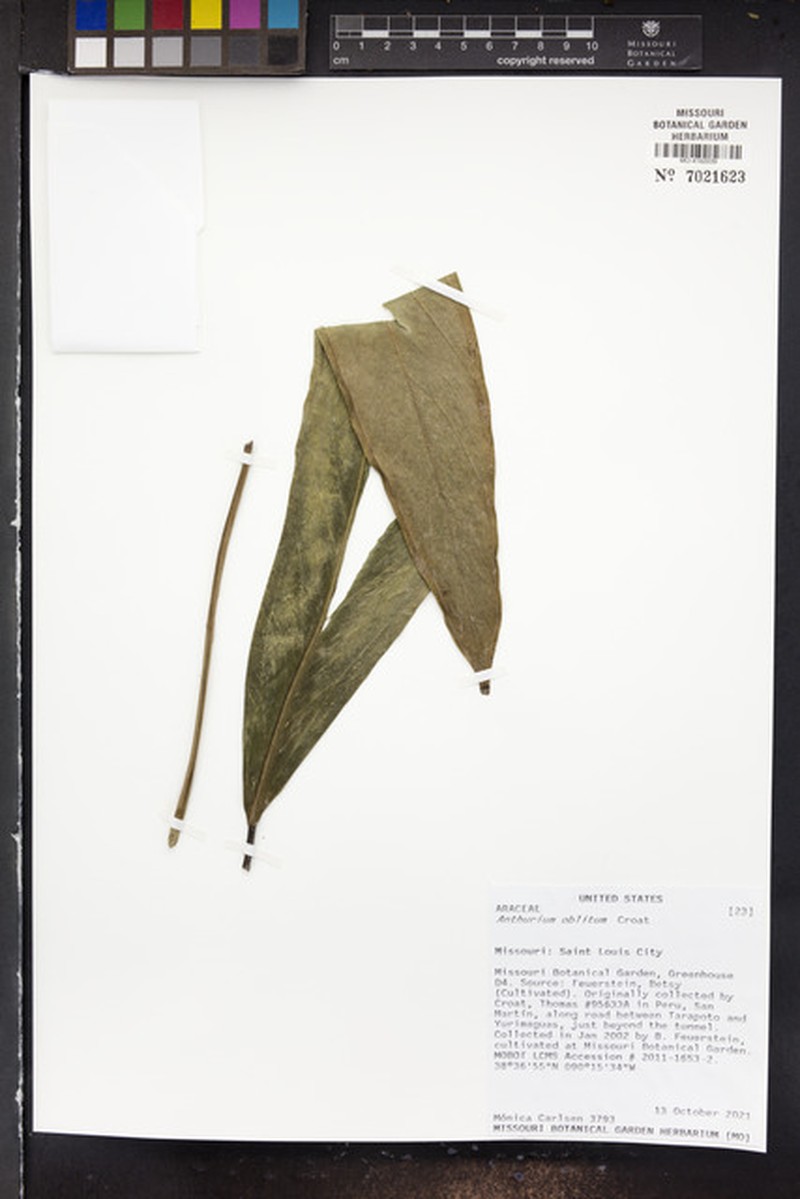 Anthurium oblitum