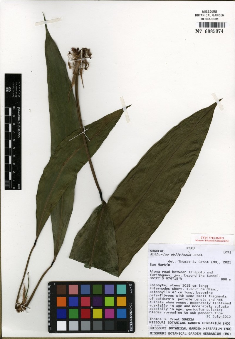 Anthurium oblitum photo 2