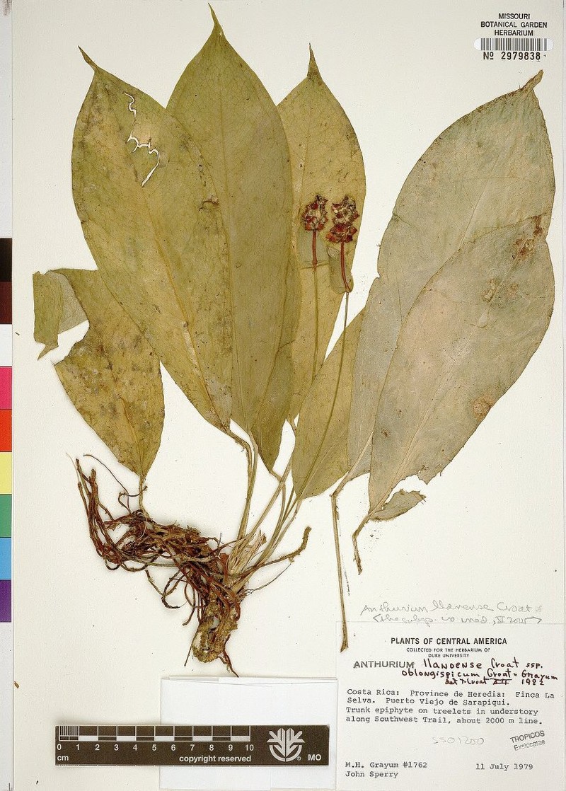 Anthurium oblongispicum