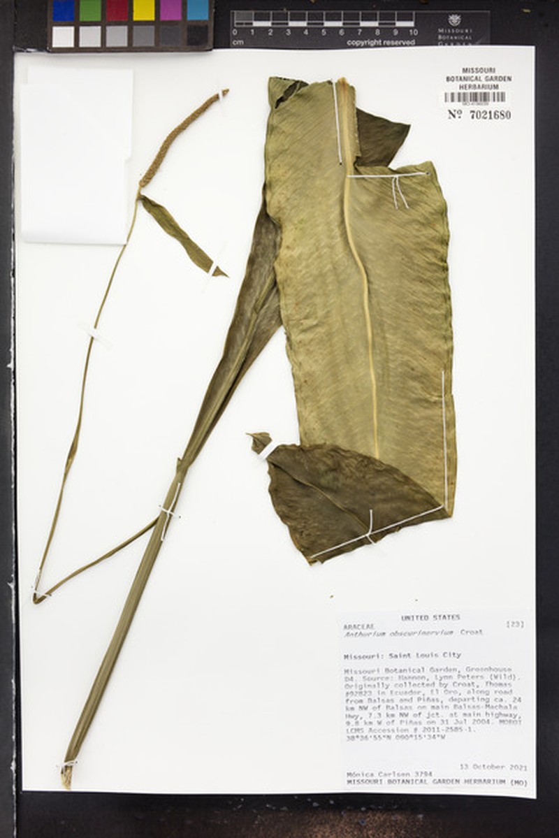 Anthurium obscurinervium photo 2