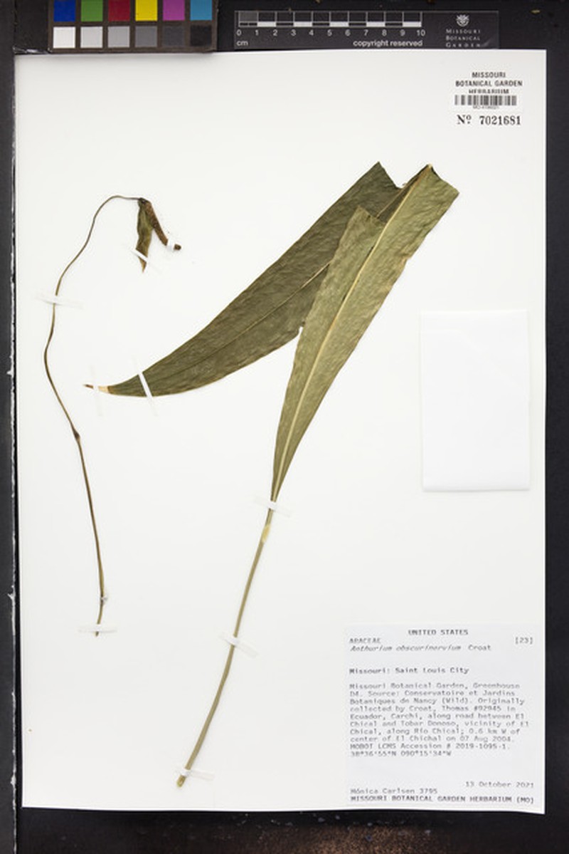 Anthurium obscurinervium photo 3
