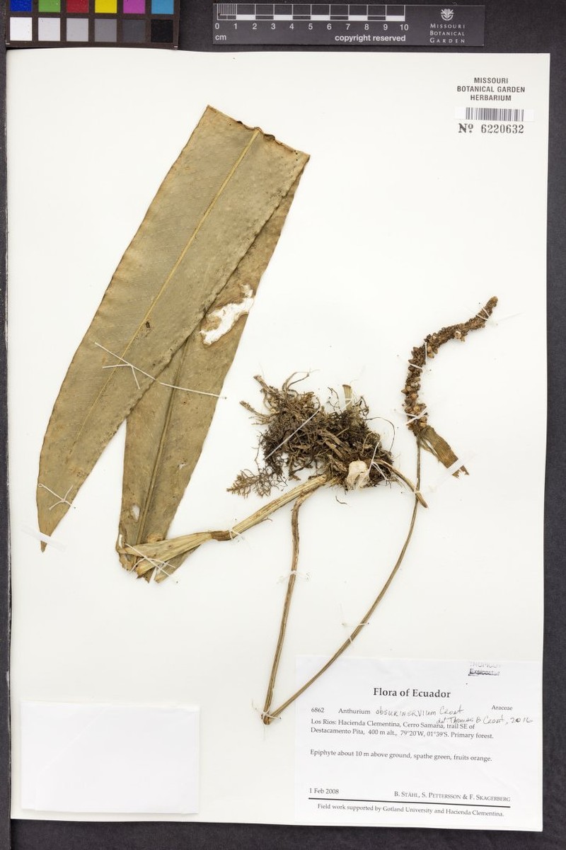Anthurium obscurinervium photo 4
