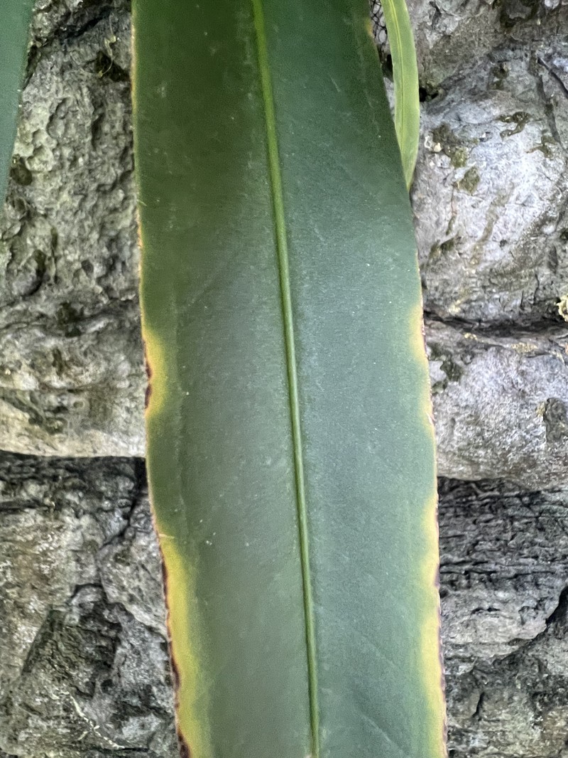 Anthurium obscurinervium