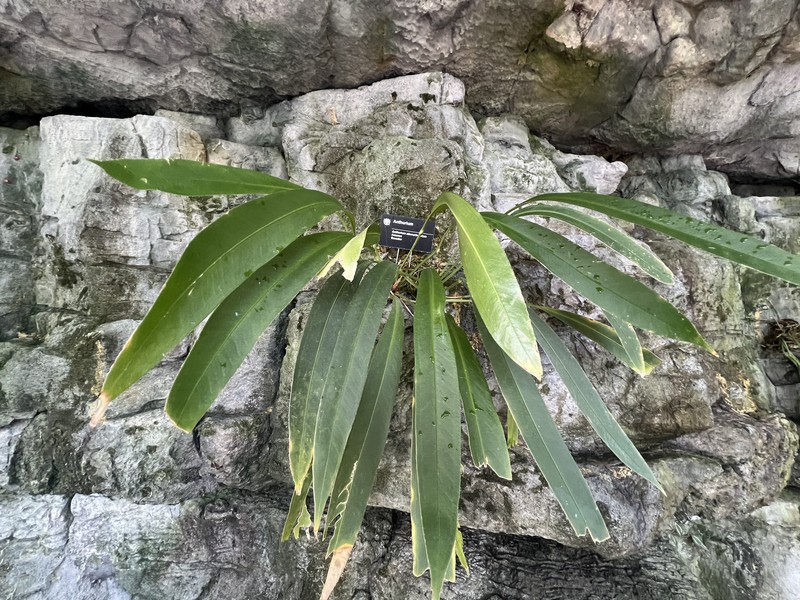 Anthurium obscurinervium photo 6