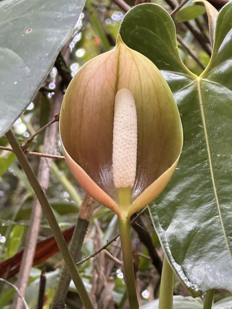 Anthurium obtusatum