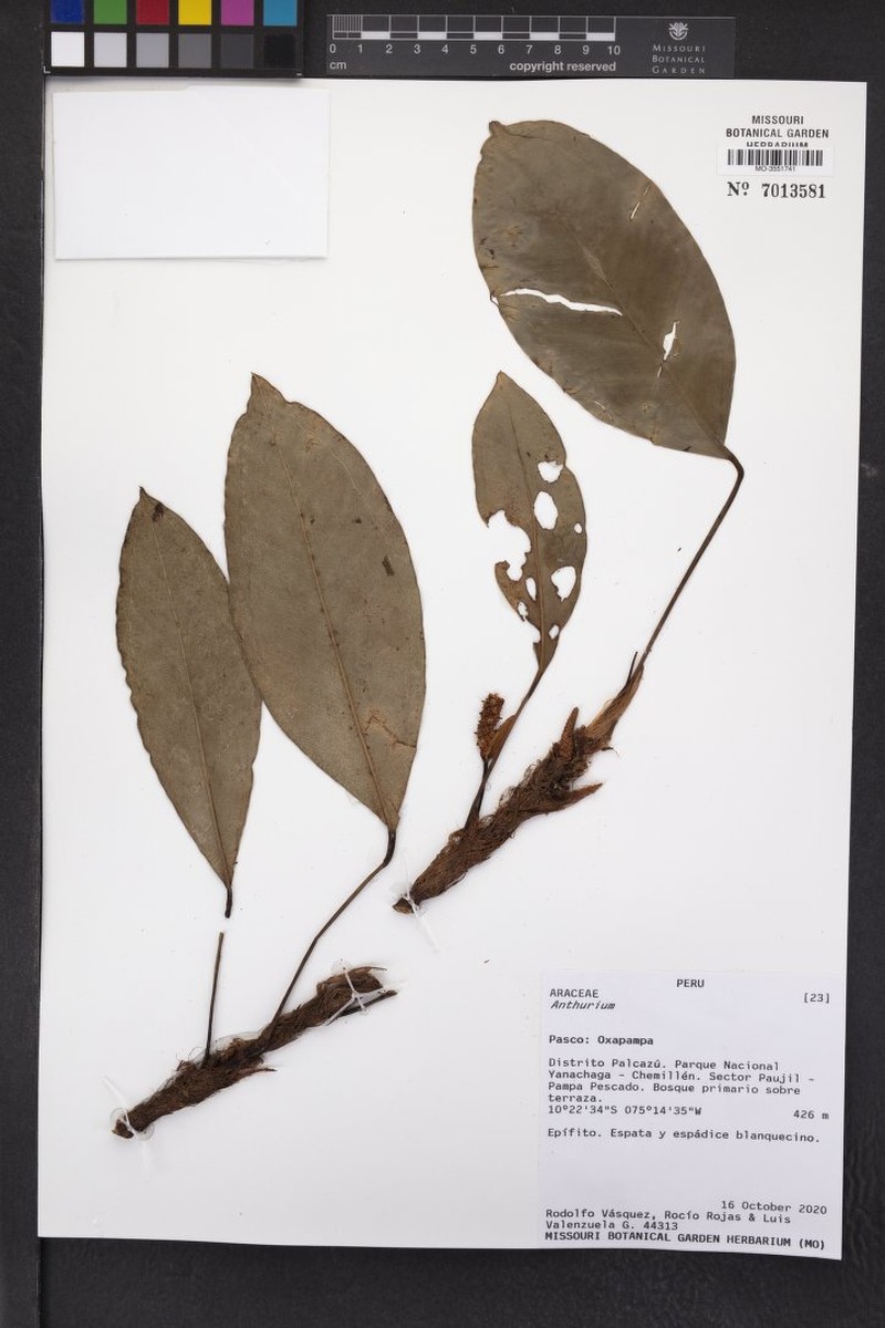 Anthurium obtusatum photo 2