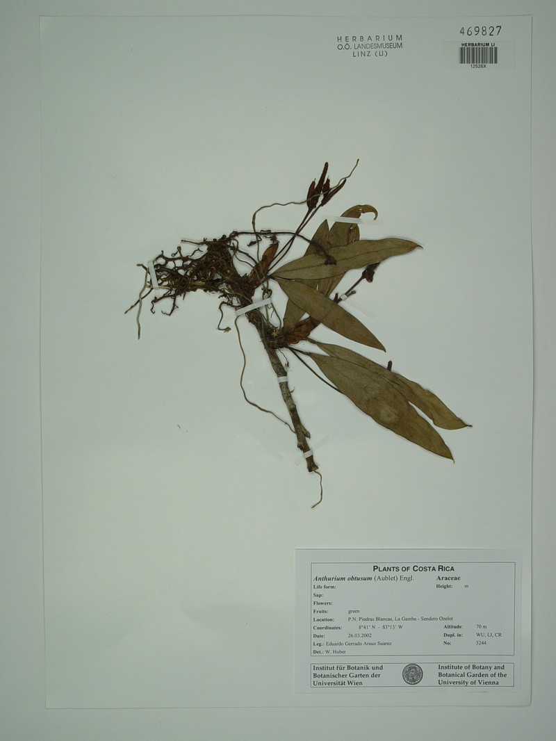 Anthurium obtusatum photo 4