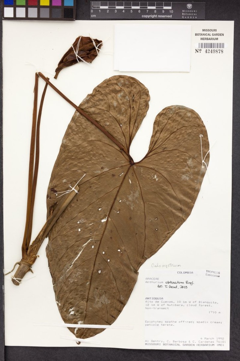Anthurium obtusatum photo 5