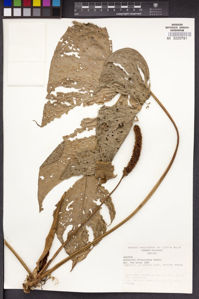 Anthurium obtusifolium photo 4