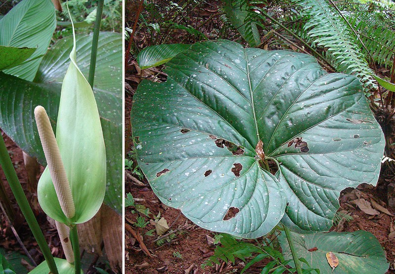 Anthurium obtusifolium