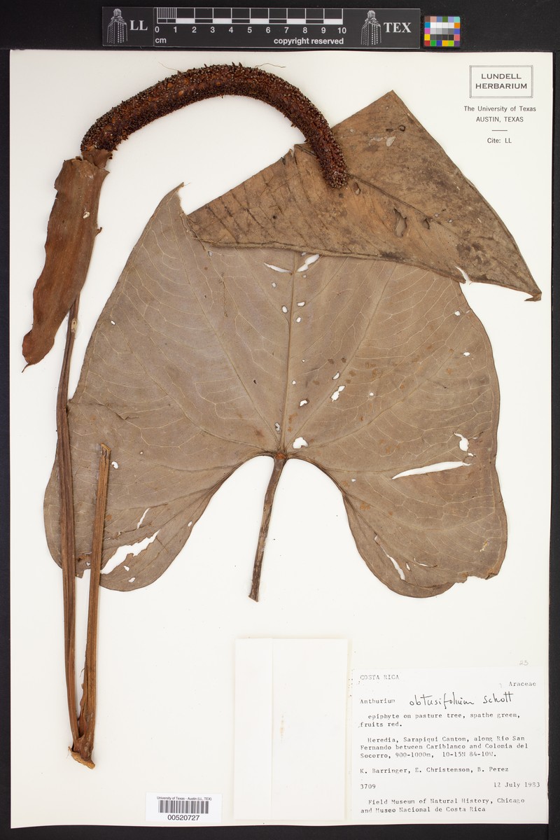 Anthurium obtusifolium