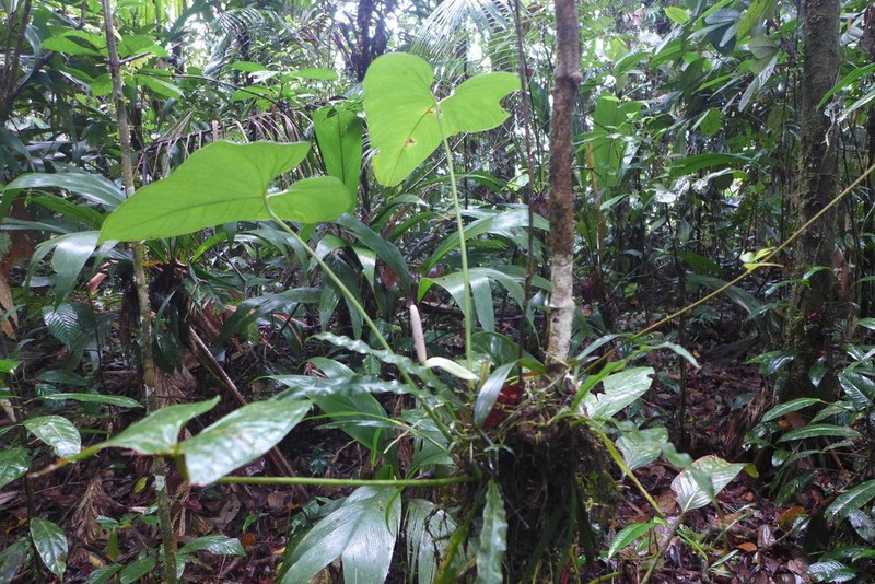 Anthurium obtusilobum