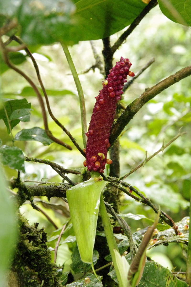 Anthurium obtusilobum photo 2