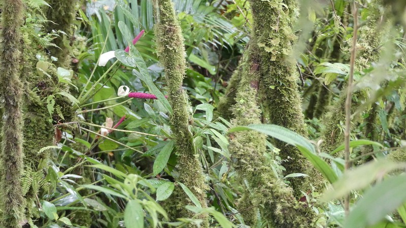 Anthurium obtusilobum photo 3
