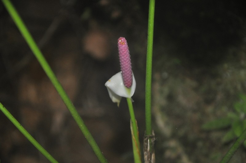 Anthurium obtusilobum photo 4