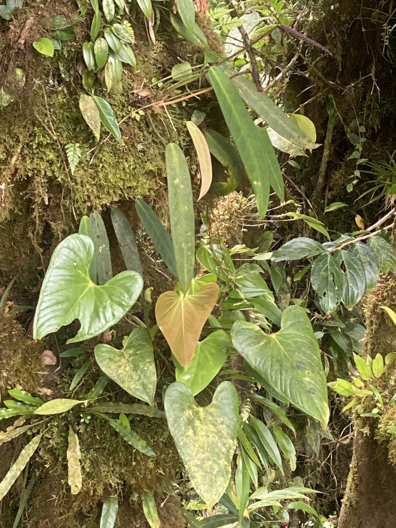 Anthurium obtusilobum photo 5