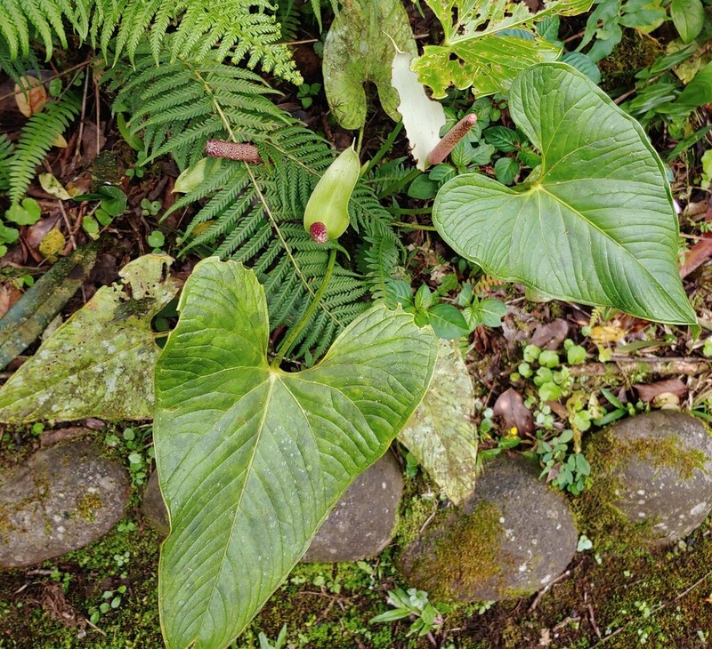 Anthurium obtusilobum photo 6