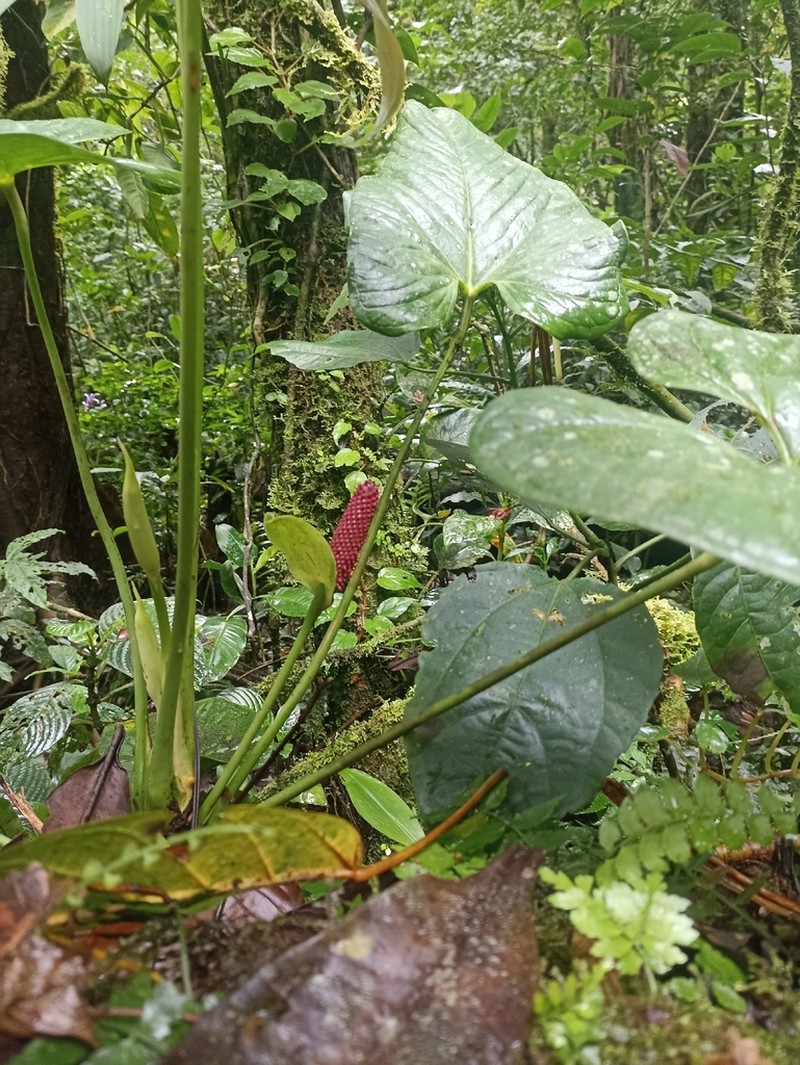 Anthurium obtusilobum photo 7