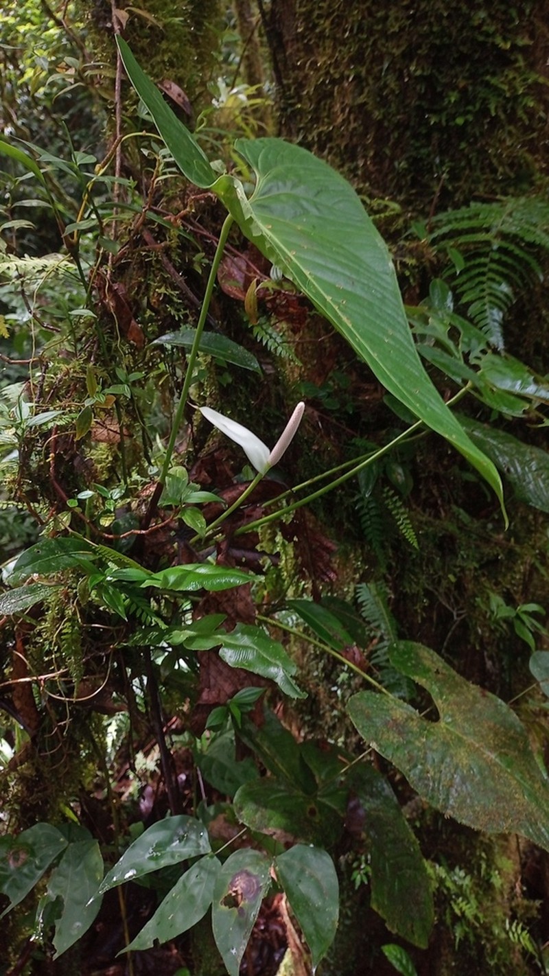Anthurium obtusilobum photo 8