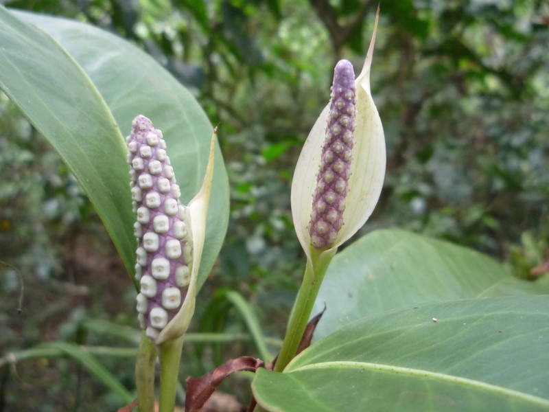 Anthurium obtusum photo 2