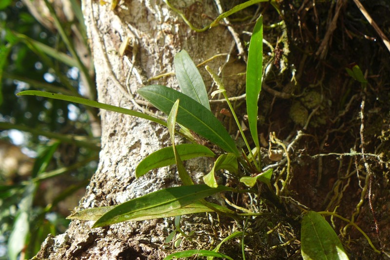 Anthurium obtusum photo 3