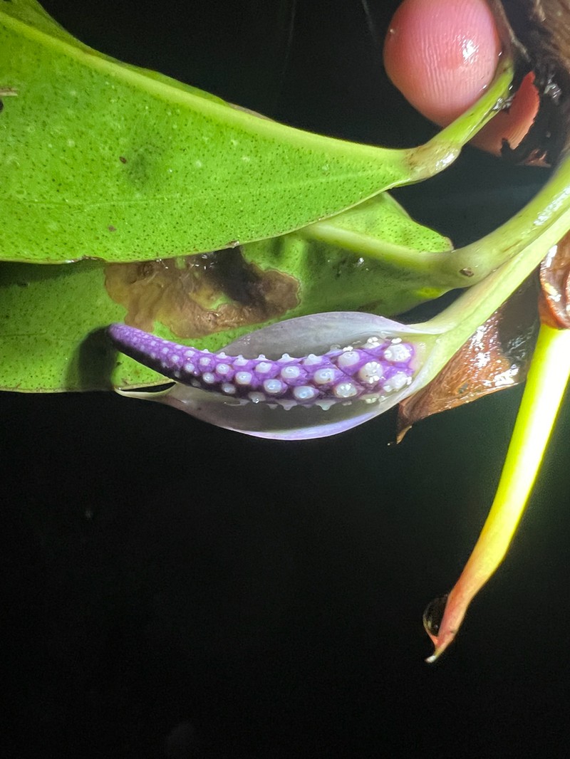 Anthurium obtusum photo 4