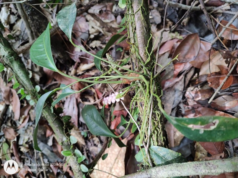 Anthurium obtusum photo 6
