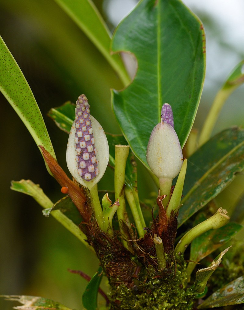 Anthurium obtusum photo 7