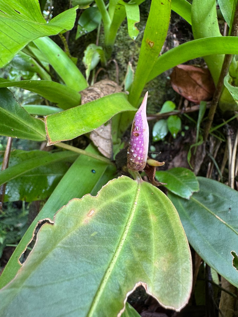 Anthurium obtusum subsp. obtusum