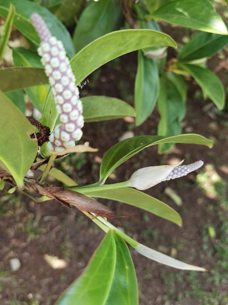 Anthurium obtusum subsp. obtusum photo 2