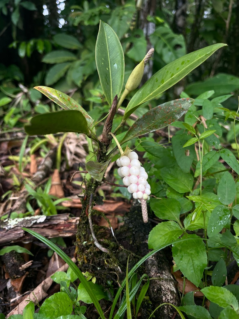 Anthurium obtusum subsp. obtusum photo 4