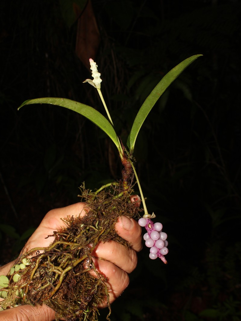 Anthurium obtusum subsp. puntarenense