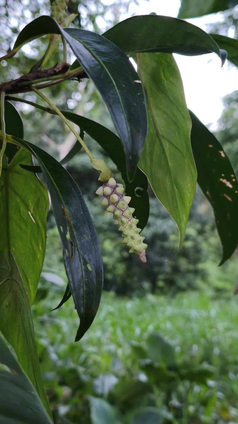 Anthurium obtusum subsp. puntarenense photo 2