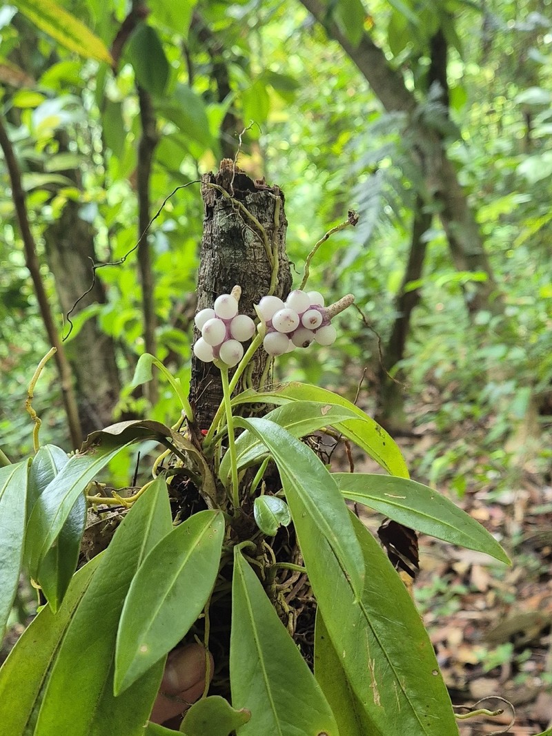 Anthurium obtusum subsp. puntarenense photo 4
