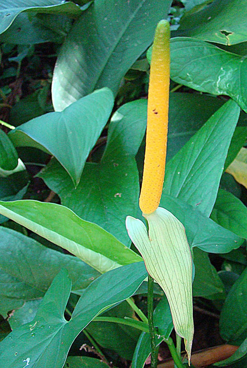 Anthurium ochranthum