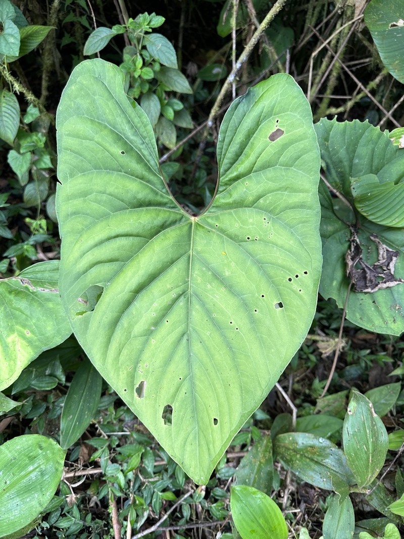 Anthurium ochranthum photo 2