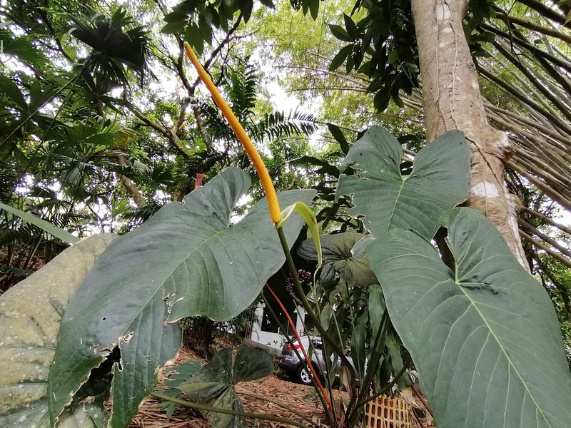 Anthurium ochranthum photo 3